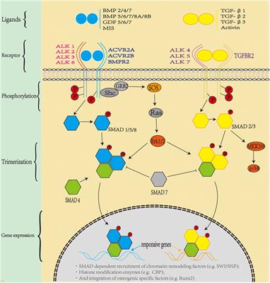 The Auxiliary Role of Heparin in Bone Regeneration and ... - Frontiers